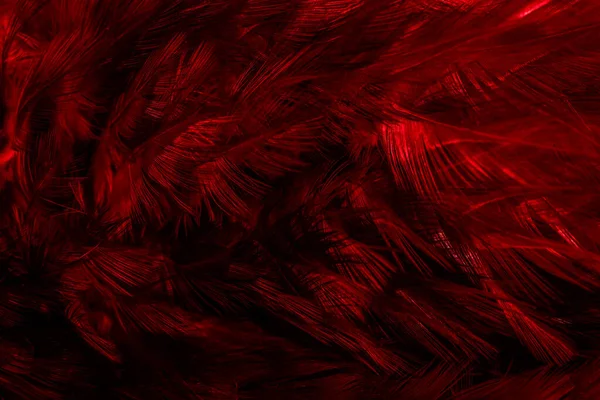 Κόκκινα Φτερά Ενδιαφέρον Μοτίβο Φόντο — Φωτογραφία Αρχείου