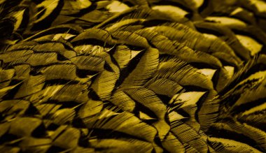 İlginç bir deseni olan altın tüyler. arkaplan