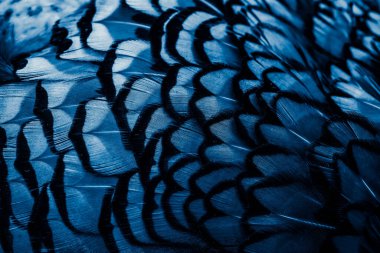 İlginç bir deseni olan mavi tüyler. arkaplan