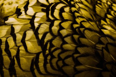 İlginç bir deseni olan altın tüyler. arkaplan