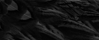 İlginç bir deseni olan siyah tüyler. arkaplan