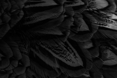 İlginç bir deseni olan siyah tüyler. arkaplan