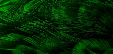 İlginç bir deseni olan yeşil tüyler. arkaplan