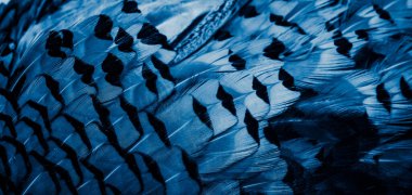 İlginç bir deseni olan mavi tüyler. arkaplan