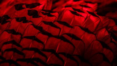 İlginç bir deseni olan kırmızı tüyler. arkaplan