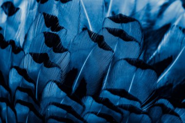 İlginç bir deseni olan mavi tüyler. arkaplan