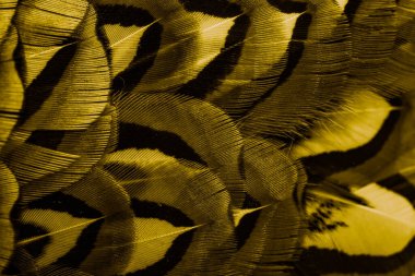 İlginç bir deseni olan altın tüyler. arkaplan