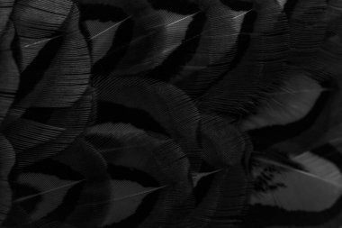 İlginç bir deseni olan siyah tüyler. arkaplan