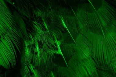İlginç bir deseni olan yeşil tüyler. arkaplan