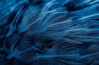 İlginç bir deseni olan mavi tüyler. arkaplan