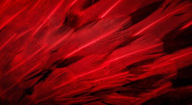 İlginç bir deseni olan kırmızı tüyler. arkaplan