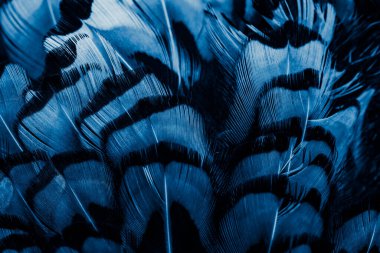 İlginç bir deseni olan mavi tüyler. arkaplan