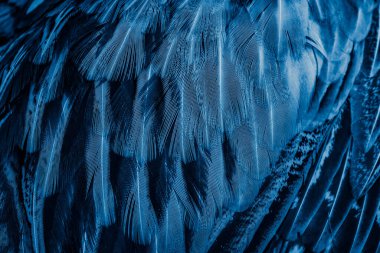 İlginç bir deseni olan mavi tüyler. arkaplan
