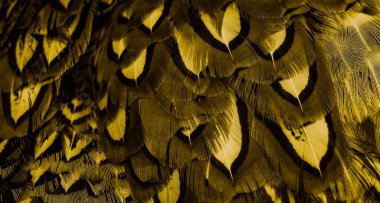 İlginç bir deseni olan altın tüyler. arkaplan