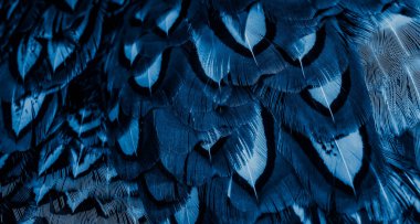 İlginç bir deseni olan mavi tüyler. arkaplan