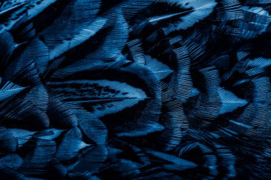 İlginç bir deseni olan mavi tüyler. arkaplan