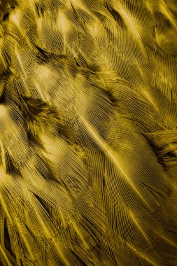 İlginç bir deseni olan altın tüyler. arkaplan