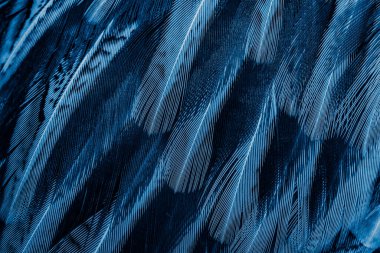 İlginç bir deseni olan mavi tüyler. arkaplan
