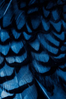 İlginç bir deseni olan mavi tüyler. arkaplan