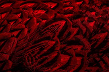 İlginç bir deseni olan kırmızı tüyler. arkaplan