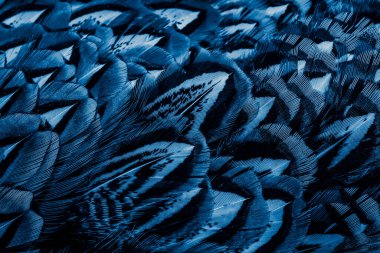 İlginç bir deseni olan mavi tüyler. arkaplan