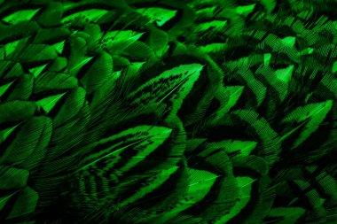 İlginç bir deseni olan yeşil tüyler. arkaplan