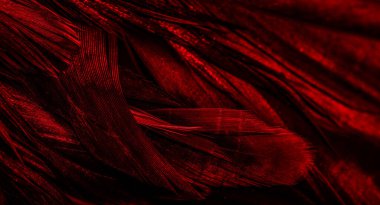 İlginç bir deseni olan kırmızı tüyler. arkaplan