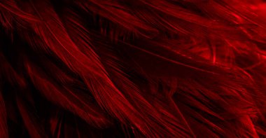 İlginç bir deseni olan kırmızı tüyler. arkaplan