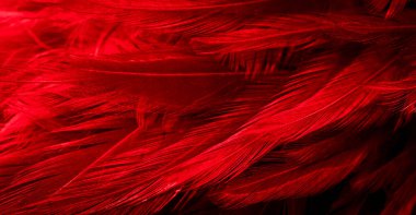 İlginç bir deseni olan kırmızı tüyler. arkaplan