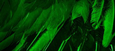 İlginç bir deseni olan yeşil tüyler. arkaplan