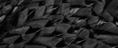 İlginç bir deseni olan siyah tüyler. arkaplan