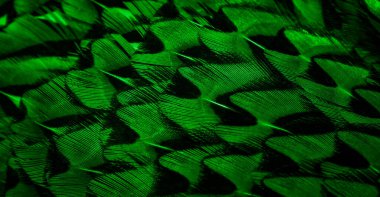 İlginç bir deseni olan yeşil tüyler. arkaplan