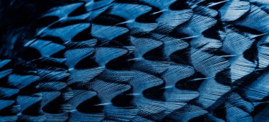 İlginç bir deseni olan mavi tüyler. arkaplan