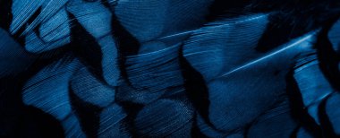 İlginç bir deseni olan mavi tüyler. arkaplan