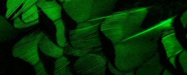 İlginç bir deseni olan yeşil tüyler. arkaplan