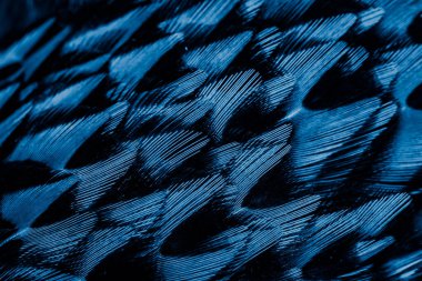İlginç bir deseni olan mavi tüyler. arkaplan