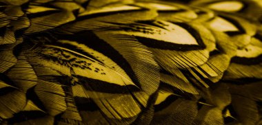 İlginç bir deseni olan altın tüyler. arkaplan