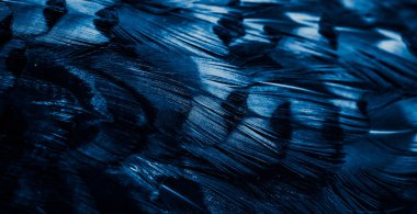 İlginç bir deseni olan mavi tüyler. arkaplan