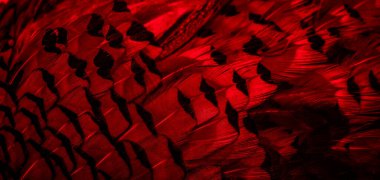 İlginç bir deseni olan kırmızı tüyler. arkaplan