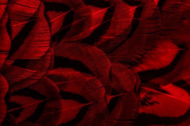 İlginç bir deseni olan kırmızı tüyler. arkaplan