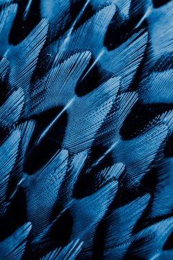 İlginç bir deseni olan mavi tüyler. arkaplan