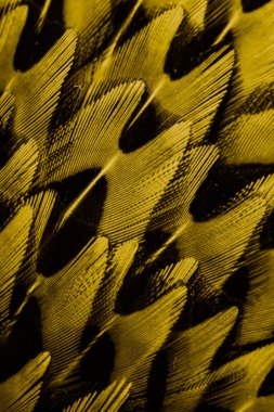 İlginç bir deseni olan altın tüyler. arkaplan