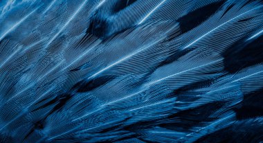 İlginç bir deseni olan mavi tüyler. arkaplan