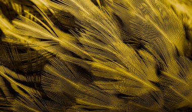 İlginç bir deseni olan altın tüyler. arkaplan