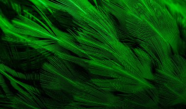 İlginç bir deseni olan yeşil tüyler. arkaplan