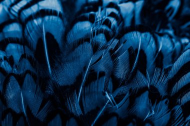 İlginç bir deseni olan mavi tüyler. arkaplan