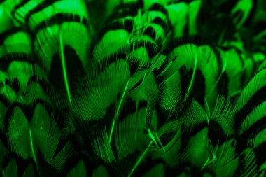 İlginç bir deseni olan yeşil tüyler. arkaplan