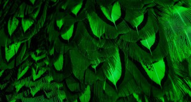 İlginç bir deseni olan yeşil tüyler. arkaplan