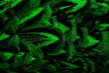 İlginç bir deseni olan yeşil tüyler. arkaplan