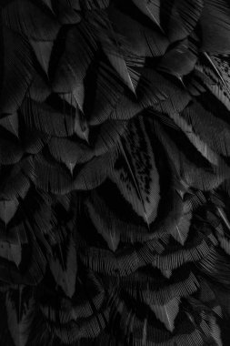 İlginç bir deseni olan siyah tüyler. arkaplan